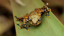 Presentan una nueva especie de rana que habita en los bosques húmedos de Ecuador