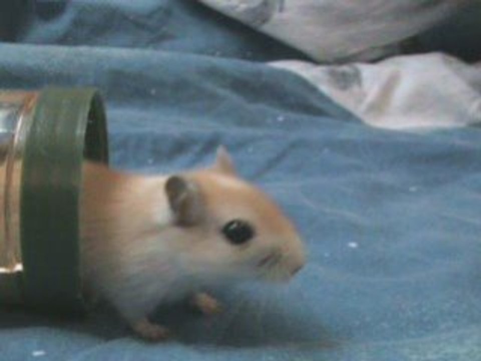 Montage photo de mes gerbilles