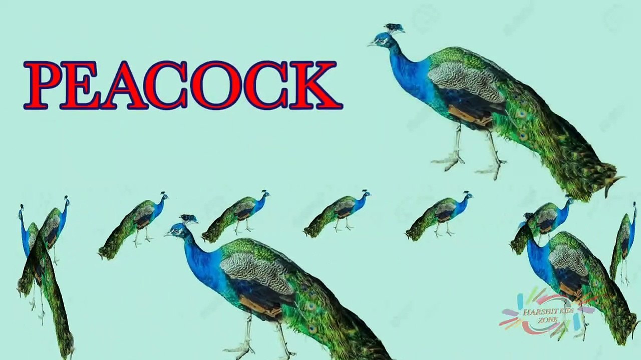 Birds name with Pictures _ Birds name in English _ Learn Birds name _ kids Learning with fun