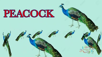 Birds name with Pictures _ Birds name in English _ Learn Birds name _ kids Learning with fun