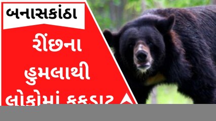 બનાસકાંઠામાં રીંછના હુમલાથી લોકોમાં ફફડાટ, પાંચ દિવસમાં 3 લોકો પર હુમલો