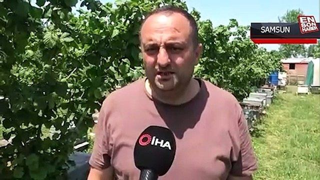 Arı sütünün değeri arttı: Kilosu 15 bin TL