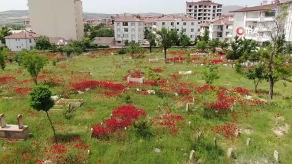 Elazığ'da gelincikler mezarlığı kırmızıya bürüdü