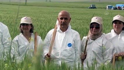 Tarım ve Orman Bakanı Kirişci buğday tarlasından mesaj verdi