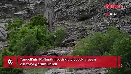 Tunceli’de 2 bozayı görüntülendi