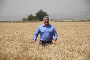 Amik Ovası'nda buğday hasadı başladı