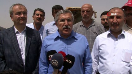 Amik ovası hasada başladı: Bol buğday piyasaya giriyor