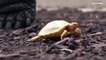 Una tortuga blanca única en el mundo | Primer ejemplar albino de tortuga gigante de las Galápagos