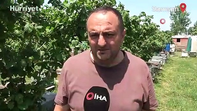 'Arı sütü' servet değerinde