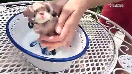 Morning Musume '17 Dvd Magazine Vol.99-1