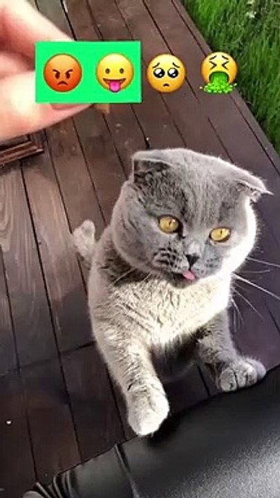 Funny Cat 