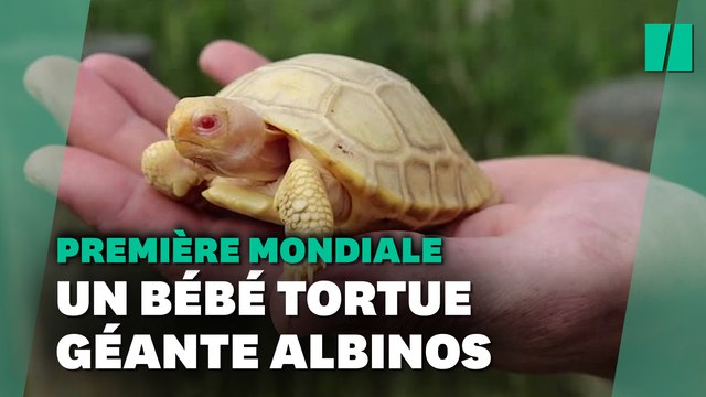 Une tortue géante des Galapagos albinos nait dans un zoo Suisse, une première mondiale