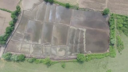 Siyah pirinçle tarımsal ürün çeşitliliği artırılacak