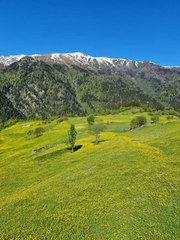 Kaçkar Dağları'nda endemik bitki türleri çiçek açtı