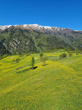 Kaçkar Dağları'nda endemik bitki türleri çiçek açtı