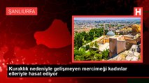 Kuraklık nedeniyle gelişmeyen mercimeği kadınlar elleriyle hasat ediyor