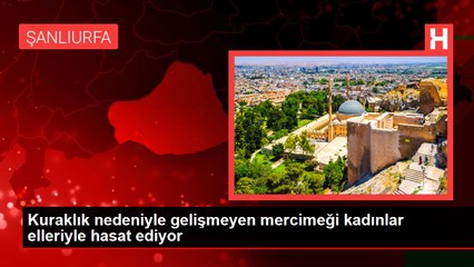 Kuraklık nedeniyle gelişmeyen mercimeği kadınlar elleriyle hasat ediyor