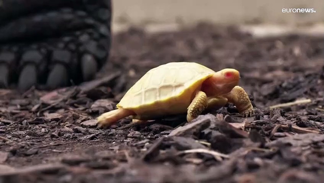 Weltpremiere: Albino-Riesenschildkröte in Schweizer Zoo geboren