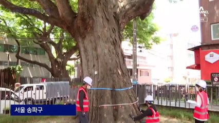 “300세 나무 어르신, CT 찍으세요”…보호수 204그루 ‘건강검진’