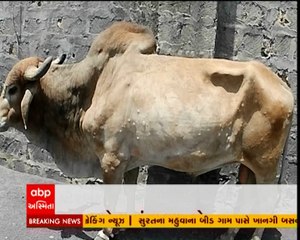 પોરબંદરમાં લમ્પી વાયરસની એન્ટ્રી, બે પશુઓના શંકાસ્પદ મોત