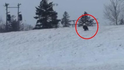 Göklerden zıpkın gibi fırlayan kartal, evcil kediyi pençeleriyle öldürdü! İzlemeye yürek yetmez