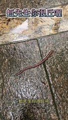 why are you crawling on the ground