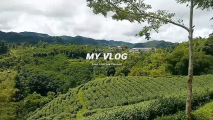 Beautiful tea garden