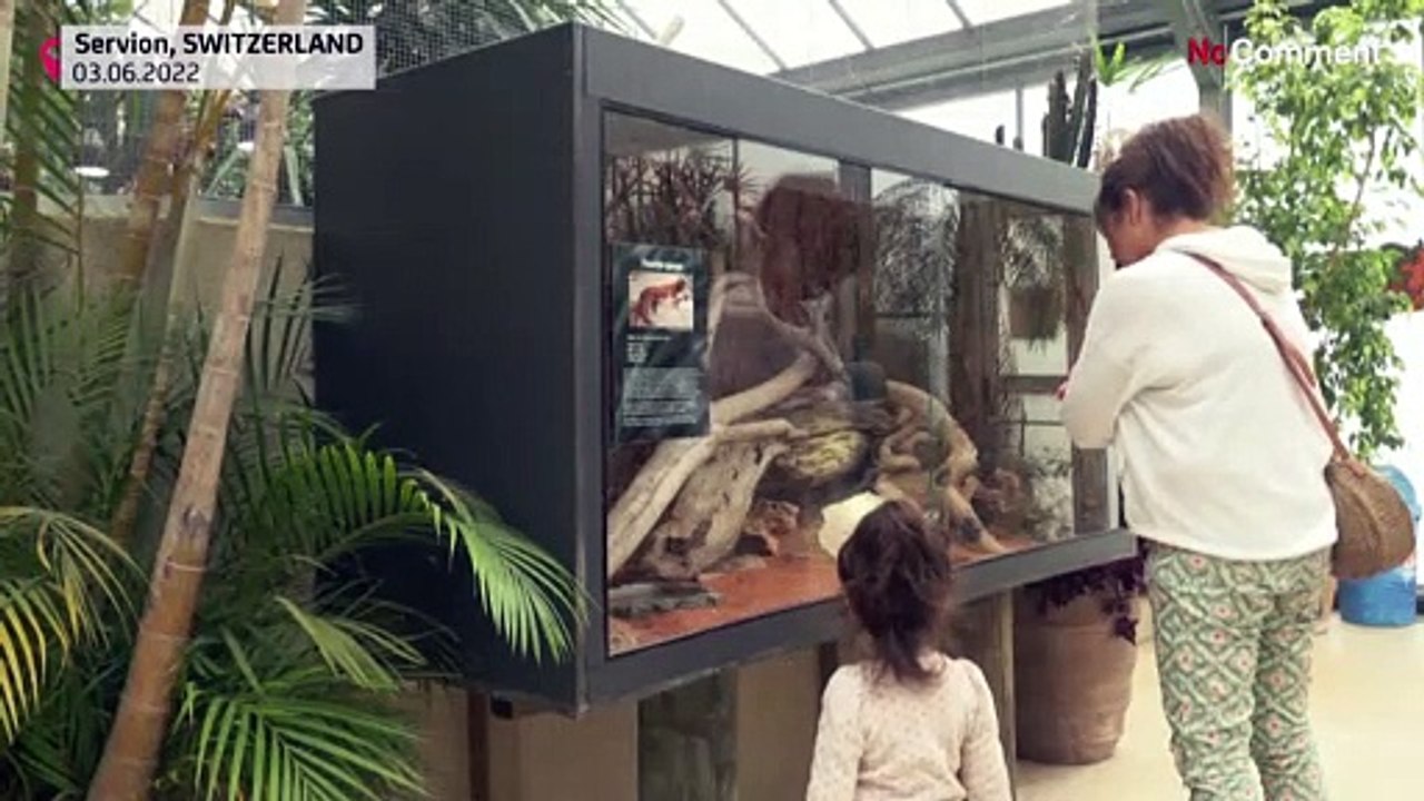 Unique albino Galapagos turtle born in Swiss tropical zoo