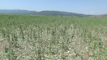 AFYONKARAHİSAR - Dolu ve sağanak, tarım arazilerine zarar verdi