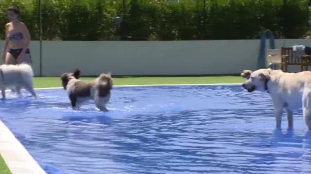 Los perros también tienen vacaciones