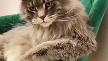 القط المنحرف  | perverted cat