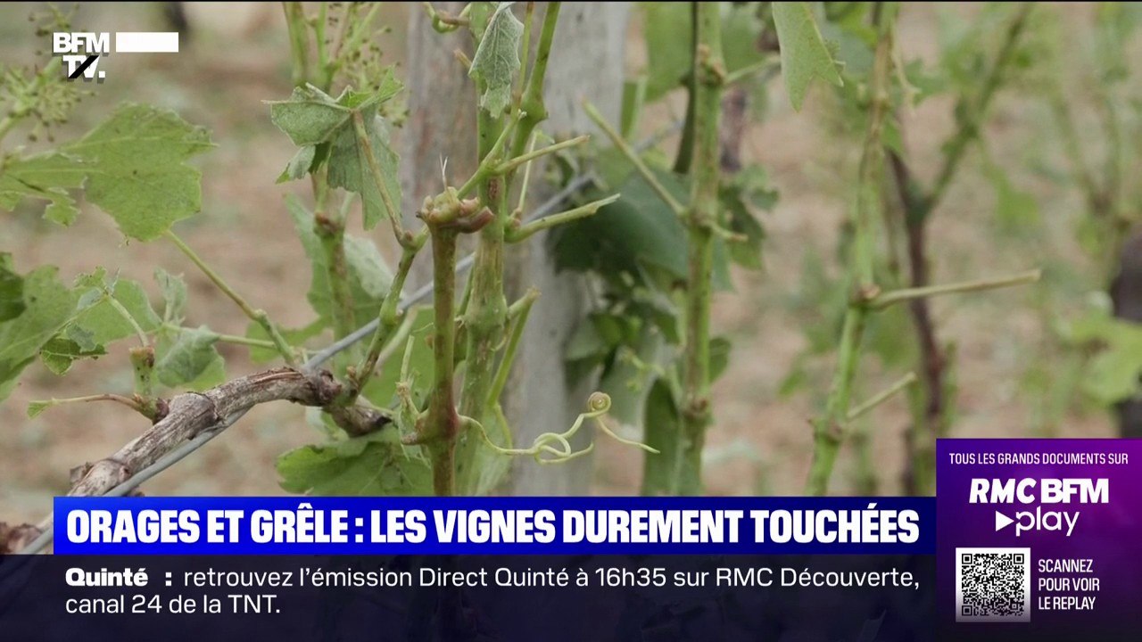 Orages et grêle: les vignes durement touchées