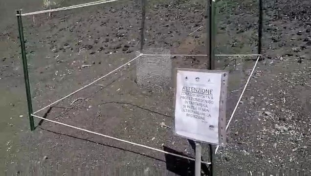 A Linosa il primo nido di Caretta caretta: depositate 100 uova