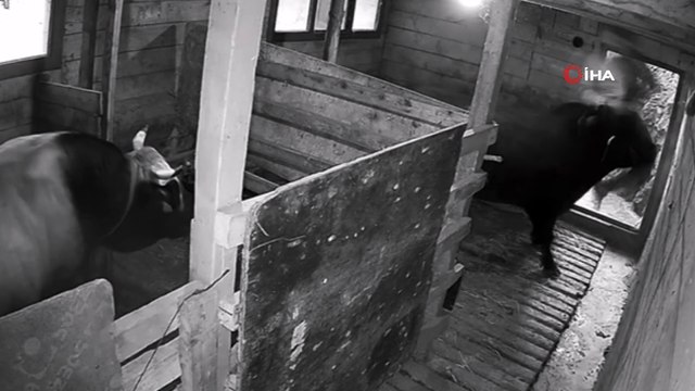 Artvin’de kızgın boğa sahibini hastanelik etti