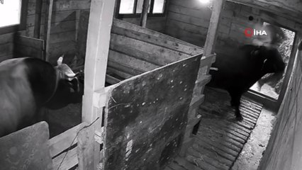 Artvin’de kızgın boğa sahibini hastanelik etti