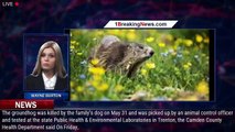 Rabid groundhog that was killed by dog found in NJ backyard - 1breakingnews.com