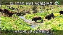 Toro agresivo de Peñajara impone su dominio en Extremadura _ Toros desde Andalucía