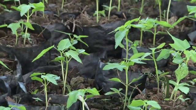 Recomendaciones Técnicas para la reproducción de la Lechosa o Papaya