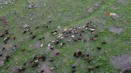 Iğdır'da yeşeren meralar koyun sürüleriyle şenlendi