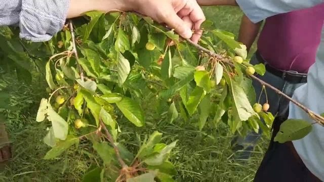 Amasya'da Çiftçiler Dolu Yağışı Sonucu Ürünlerini Kaybetti… CHP Tuncer: İnşallah Bu Sene Hükümet Bu Sesi Duyar, Çiftçinin Zararını Karşılar