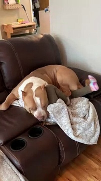 When the Dog Takes Babysitting Literally