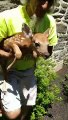 Fawn Rescued From Window Well and Reunited With Mom