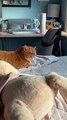 Cat Gets Upset When Owner Sneezes