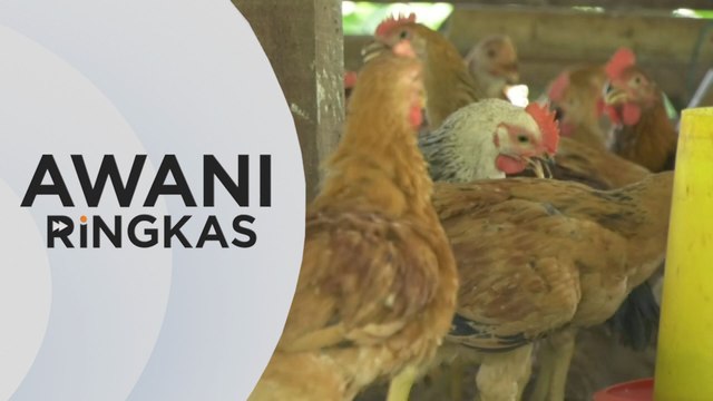AWANI Ringkas: Tiada masalah bekalan ayam semasa Aidiladha