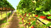 THE BERRY FARM GOREY, COUNTY WEXFORD, Ireland - 4K | PICK YOUR OWN STRAWBERRIES
