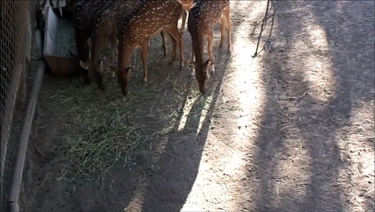 axis chitales