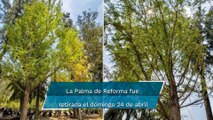 Ahuehuete se plantará este domingo en la Glorieta de la Palma