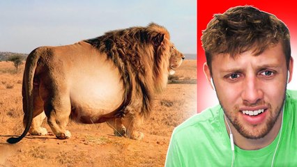 FAMOUS YOUTUBER REACTS TO Top 10 Biggest Animals In The World