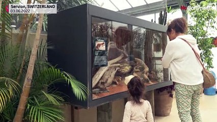 Rote Augen, weißer Panzer: Albino-Schildkröte in der Schweiz geboren