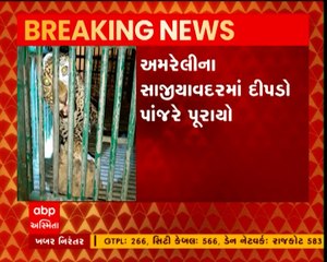 અમરેલીના સાજીયાવદરમાં રહેણાંક મકાનમાં ઘુસેલા દીપડાને વનવિભાગે પાંજરે પૂર્યો